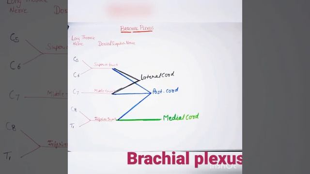 Brachial plexus anatomy смотреть онлайн