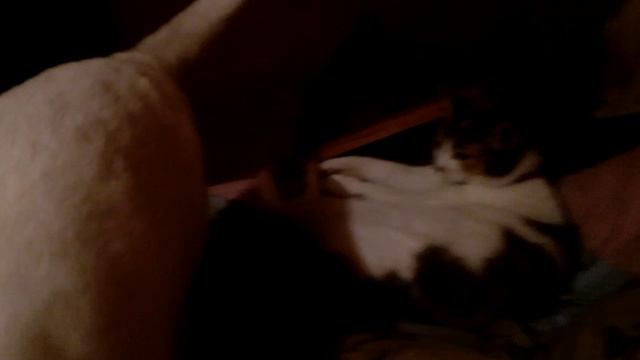 Кошки отдыхают смотреть онлайн