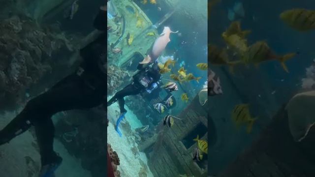 рыбы смотреть онлайн