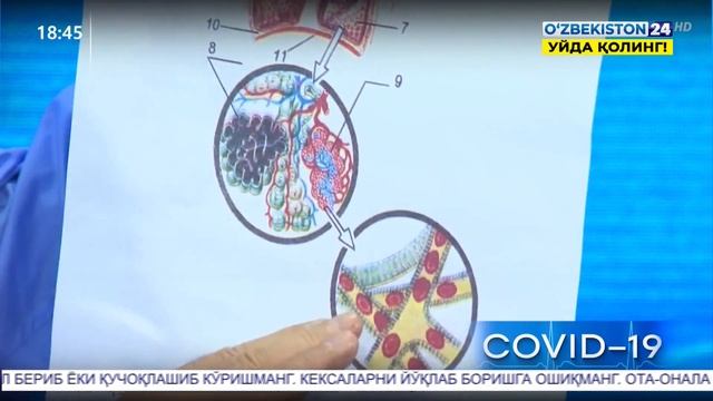 Студия 24 | Хайрулла Мустафоев - тиббиёт фанлари доктори, профессор билан суҳбат смотреть онлайн