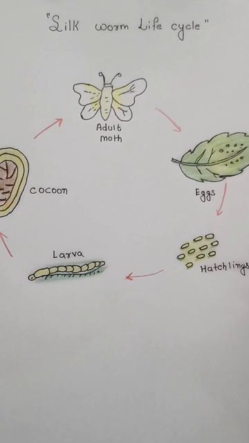 life cycle of silkworm #cbse #project смотреть онлайн