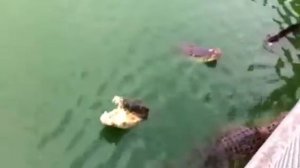 Крокодилы кушают