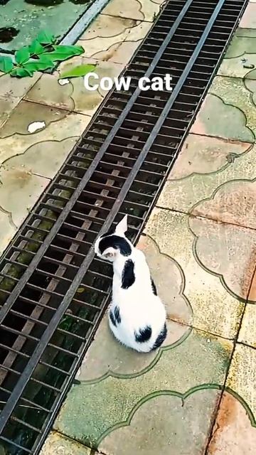 Cow print cat смотреть онлайн