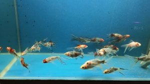 комета ситцевая,шубункин