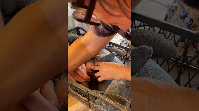 Клеймирование щенков. Скоро во взрослую жизнь. смотреть онлайн