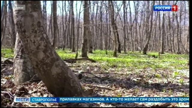 Как и где можно собирать черемшу в Ставропольском крае