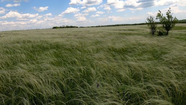 Ковыльные просторы Донбасса смотреть онлайн