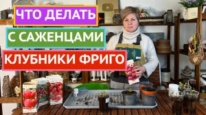 КЛУБНИКА ФРИГО ВЕСНОЙ!