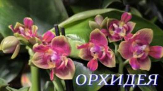 №1054/ СВЕЖАЯ поставка ОРХИДЕЙ в маг. ОРХИДЕЯ смотреть онлайн