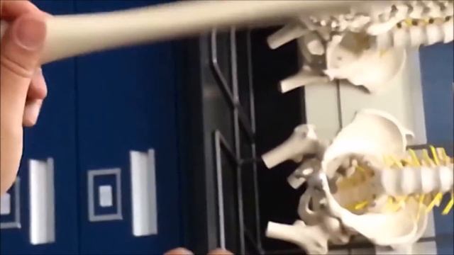 Bones of the Appendicular skeleton part 2 Lower Limb смотреть онлайн