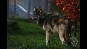 В ту ночь когда рождались волки. Т.Муцураев