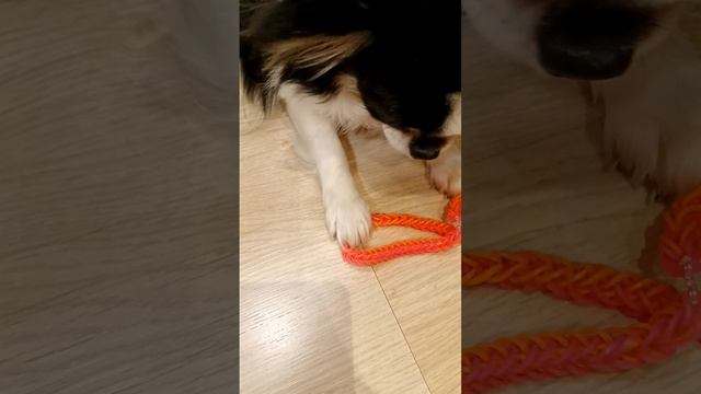 спасибо за 9 подписчиков🐶