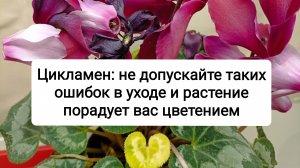 Цикламен: не допускайте таких ошибок и растение порадует вас цветением