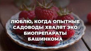 Малина любит Фитоспорин и Микоризу! Болезней нет, мощный урожай. Смотри видео