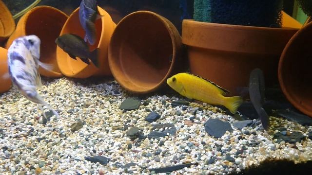 Klassisk Maylandia zebra (Metriaclima zebra) смотреть онлайн