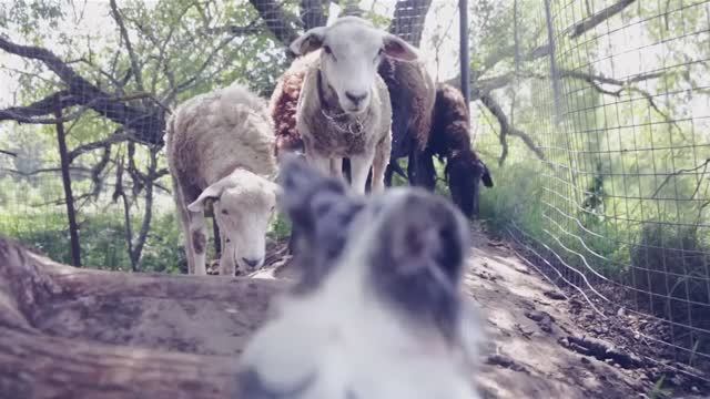 СОБАКА-ПОМОЩНИК: неожиданные навыки в хозяйстве! 🏡🐕 смотреть онлайн