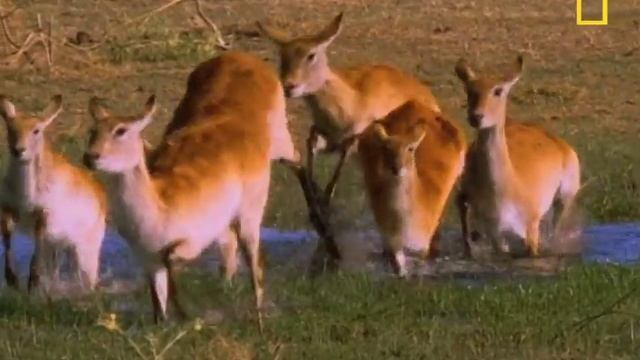 Predators and Prey: Okavango | National Geographic смотреть онлайн