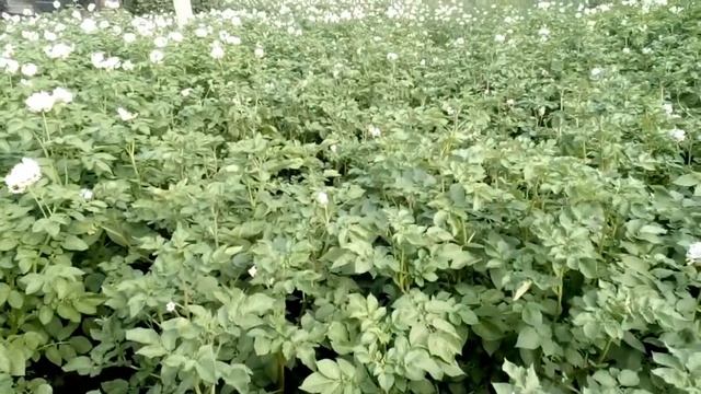 Картофель. 18 июля.