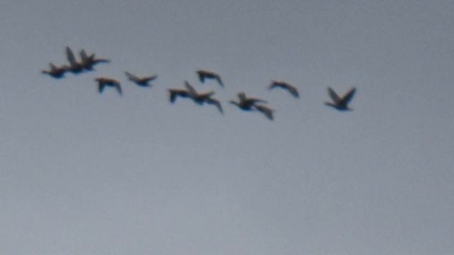 10.03.2020 г. поманил гуся с ростаяния километра , и он прилетел во двор. смотреть онлайн