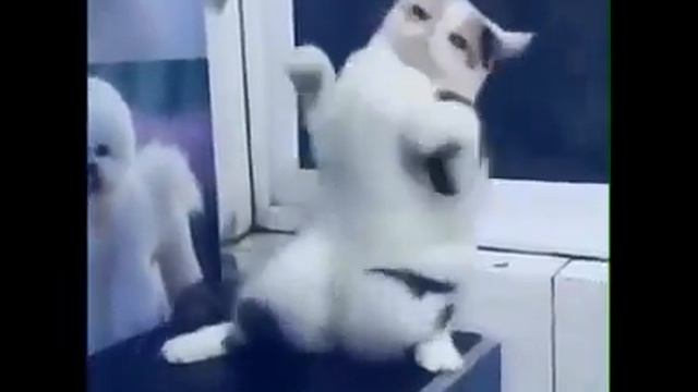 Кот танцует полный ржач_Cat danse смотреть онлайн