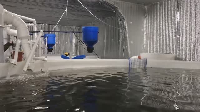 Автоматический кормораздатчик с механизмом ссыпания Omega для кормления рыб в УЗВ смотреть онлайн