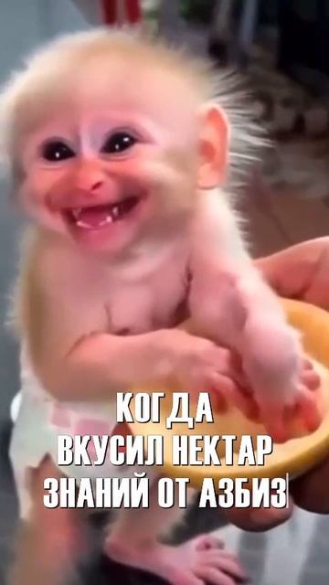 Когда вкусил нектар знаний от Азбиз