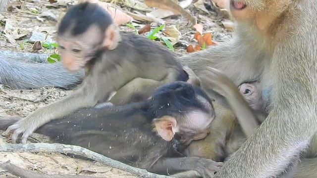 Happy to see baby Lola start play fun with Toni and Malo again after got accident | Angkor Nature смотреть онлайн