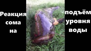 Реакция сома на подъём воды \ Школа для квочатника \ #сом #квок