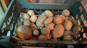 Картофель...( Фламинго, Ажур,  Метеор, Салон, Лилли, Крепыш, Опал, Манифест, Верди, Прайм. )