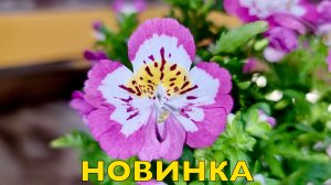 Обзор рассады | Подготовка к переезду | Купили новинку