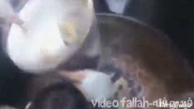 Этот ролик удивил Мир.Голодающие дети Сирии((((((( смотреть онлайн