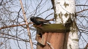 Скворцы прилетели