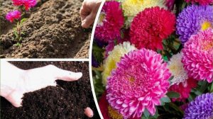 Посев астры на рассаду. В домашних условиях.