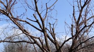 Как грамотно понижать абрикос и прочие рекомендации по уходу.