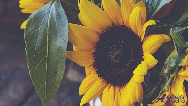 ❤ ♥ ❤ Суперская музыка для наслаждения Uplifting Tunes -- butterflystudio -- Happy Songs Collection