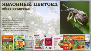 Яблонный цветоед - обзор вредителя: описание, меры профилактики, средства борьбы, схема обработок