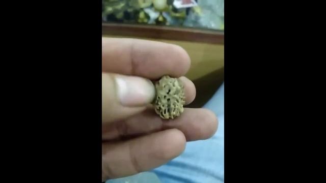 2 Mukhi Rudraksha benefits and details, Benifits of 2 face rudraksha смотреть онлайн