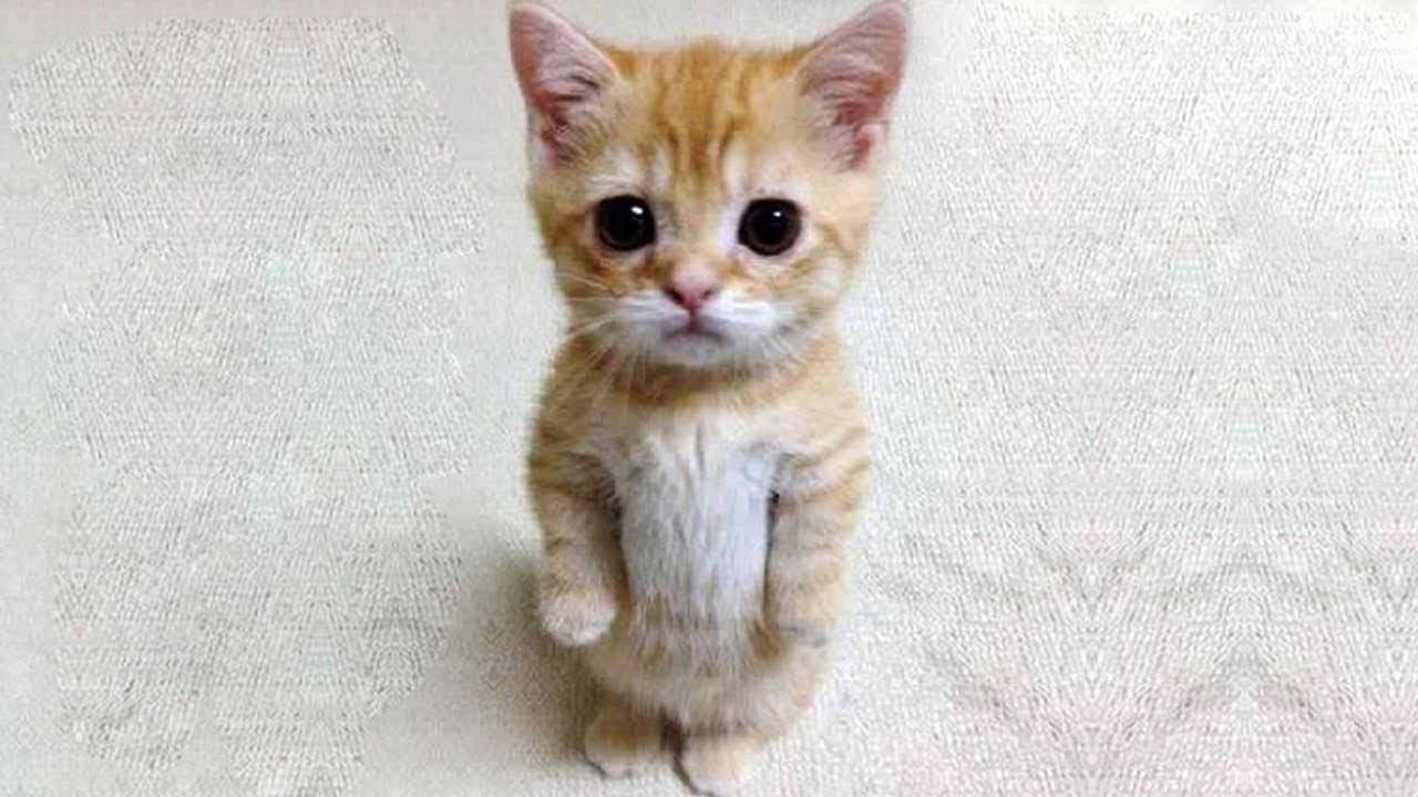 Я РЖАЛ ПОЛЧАСА🐈ПРИКОЛЫ С КОТАМИ И ДРУГИМИ ЖИВОТНЫМИ🐕СМЕШНЫЕ КОШКИ И СОБАКИ смотреть онлайн