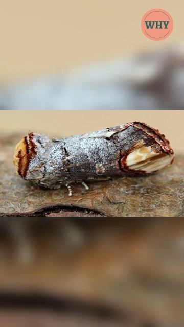 Buff tip moth video | buff tip fact | insect facts #shorts #facts #viral #shortvideo #insectfacts смотреть онлайн