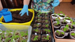 28 марта 2025г.Гномы дождались переселения.