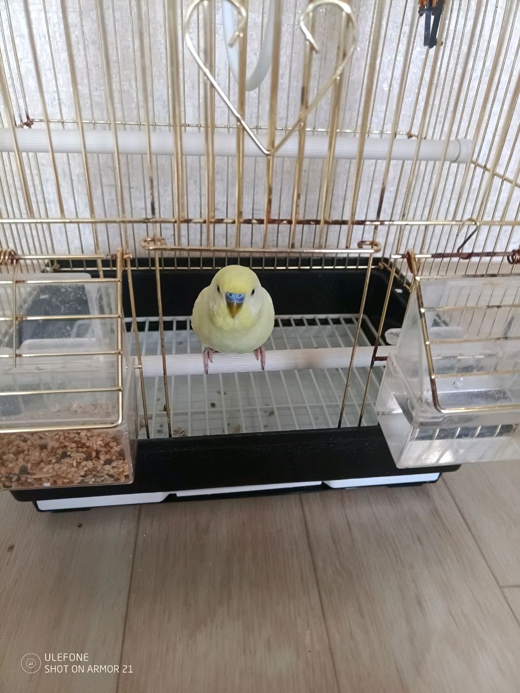 обзор на моего попугая чек смотреть онлайн