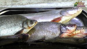 Тропическая РЫБА в русских реках это реальность, Эндемики реки Амур