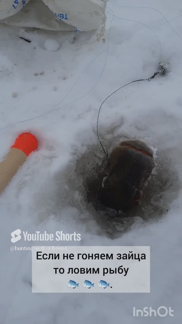 Если не гоняем зайца то ловим рыбу 🐟 🐟 🐟. #рыбалка #fishing #щука#охотасгончей #топ #hunting #tro смотреть онлайн