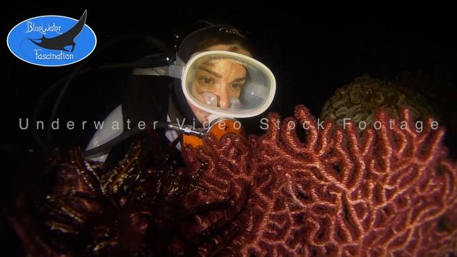 0666_Female Scuba Diver Girl scuba diving at night with red soft coral, HD underwater video footage смотреть онлайн