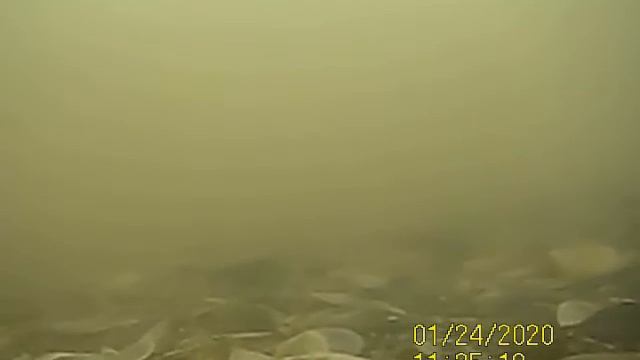 Лещи 240121 смотреть онлайн