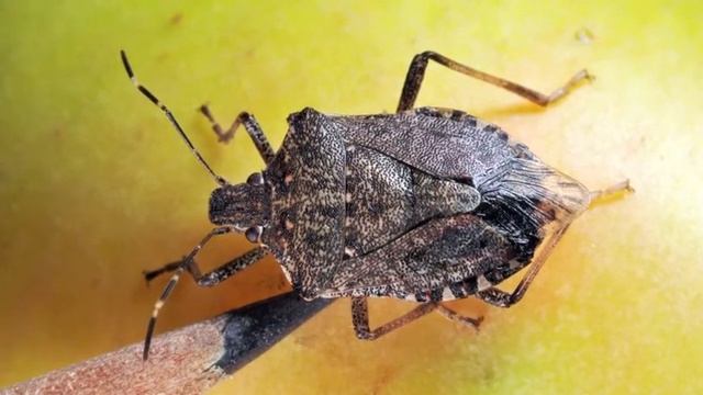 Brown Marmorated Stink Bug смотреть онлайн
