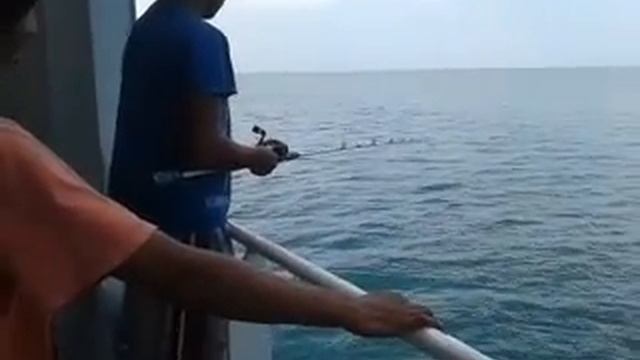 Aktifitas MANCING DI LAUT ( IKAN BOGO ) смотреть онлайн