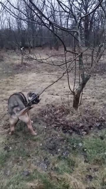 Рэкс 🐶 смотреть онлайн