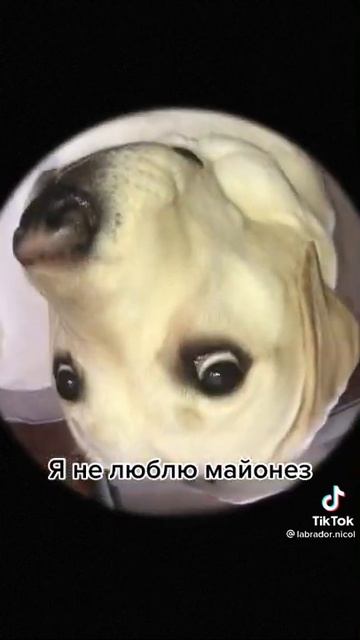 выхожу в парк там гуляет пёс говорю пёс будешь майонез смотреть онлайн