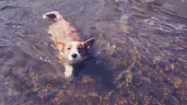 ЖИЗНЬ РАЗНЫХ ПОРОД: Корги, Сенбернар, Чихуахуа 🐕✨ смотреть онлайн